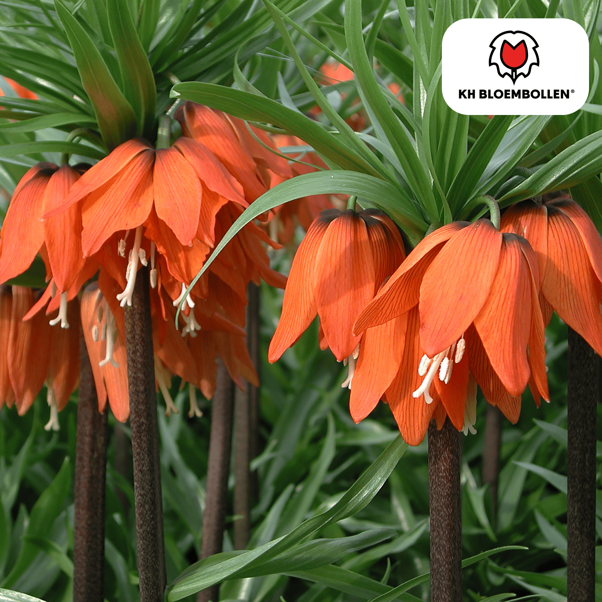 Kaiserkrone - Fritillaria Imperialis Rubra Rot/Orange 5 Stück