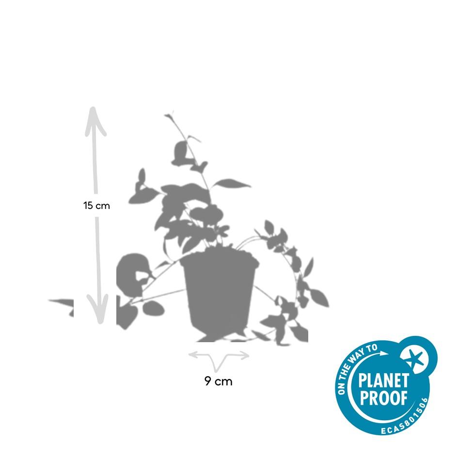 Kleines weißes Immergrün - Vinca major 'Alba' - ↕10-25cm - Ø9cm 40 Stück