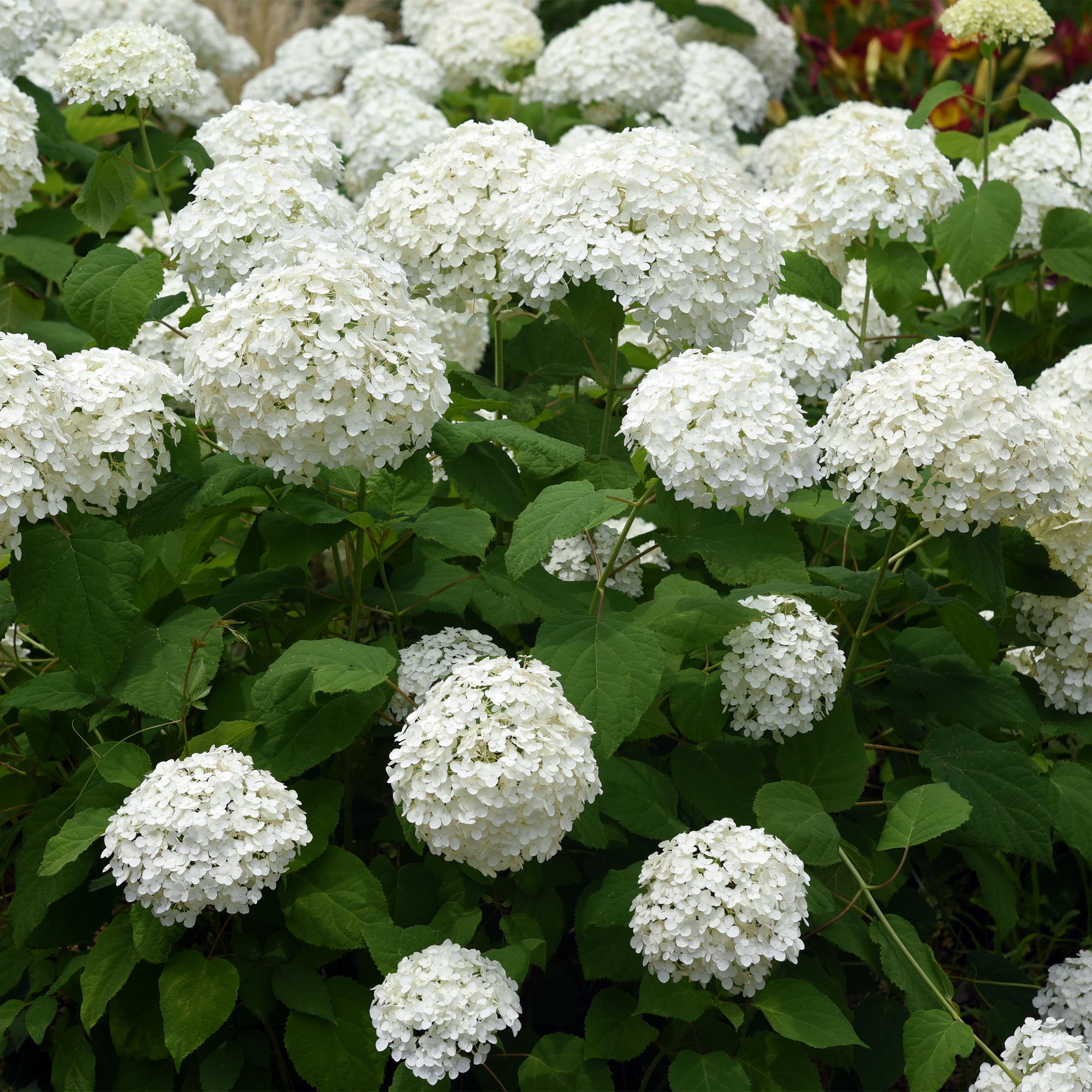 Schneeballhortensie - Hydrangea arborescens Annabelle - Blüte Weiß - 1 Pflanze - Laubabwerfend - Große Blüten - Topf 17cm Höhe 50cm