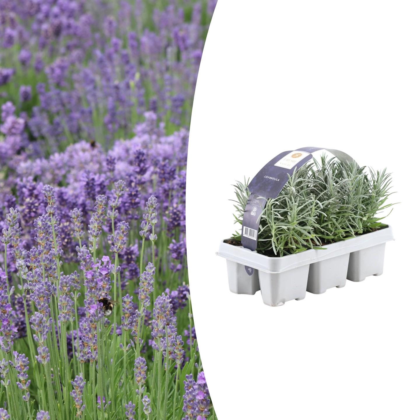 Lavendel - Lavandula angustifolia - 6 x Ø7 cm - ↕15 cm 1x6 Stück