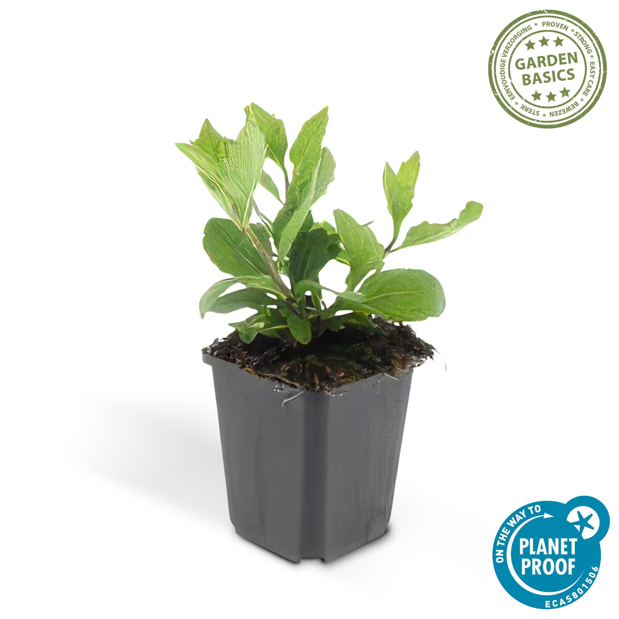 Wildaster - Aster ageratoides 'Asran' - ↕10-25cm - Ø9cm 48 Stück