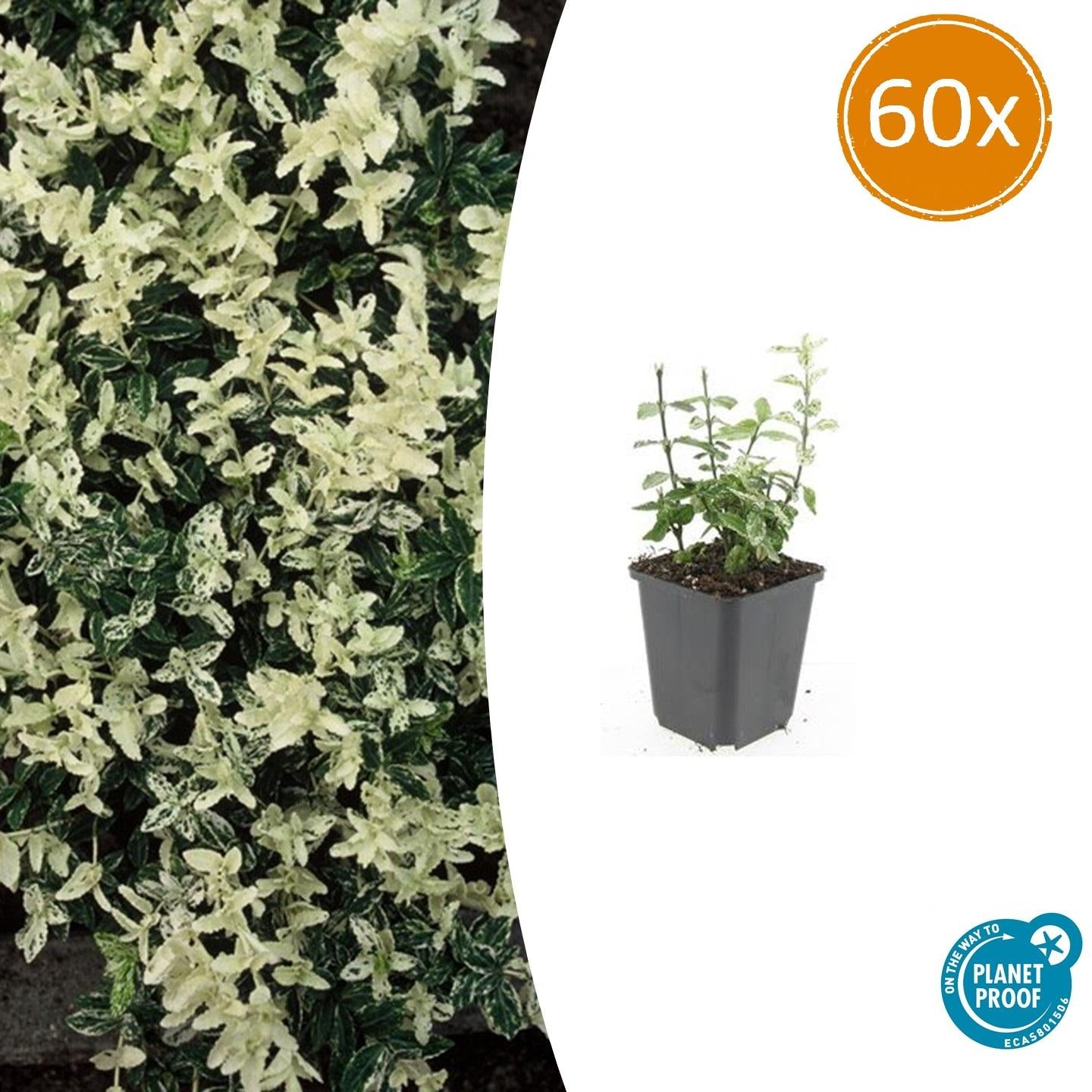 Kriechspindel - Euonymus fort. 'Harlequin' - ↕10-25cm - Ø9cm 60 Stück