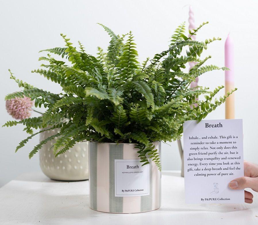 Schwertfarn - Nephrolepis Green Lady Gift "Breath" WITH GREETING CARD! - Ø12cm - ↕35cm