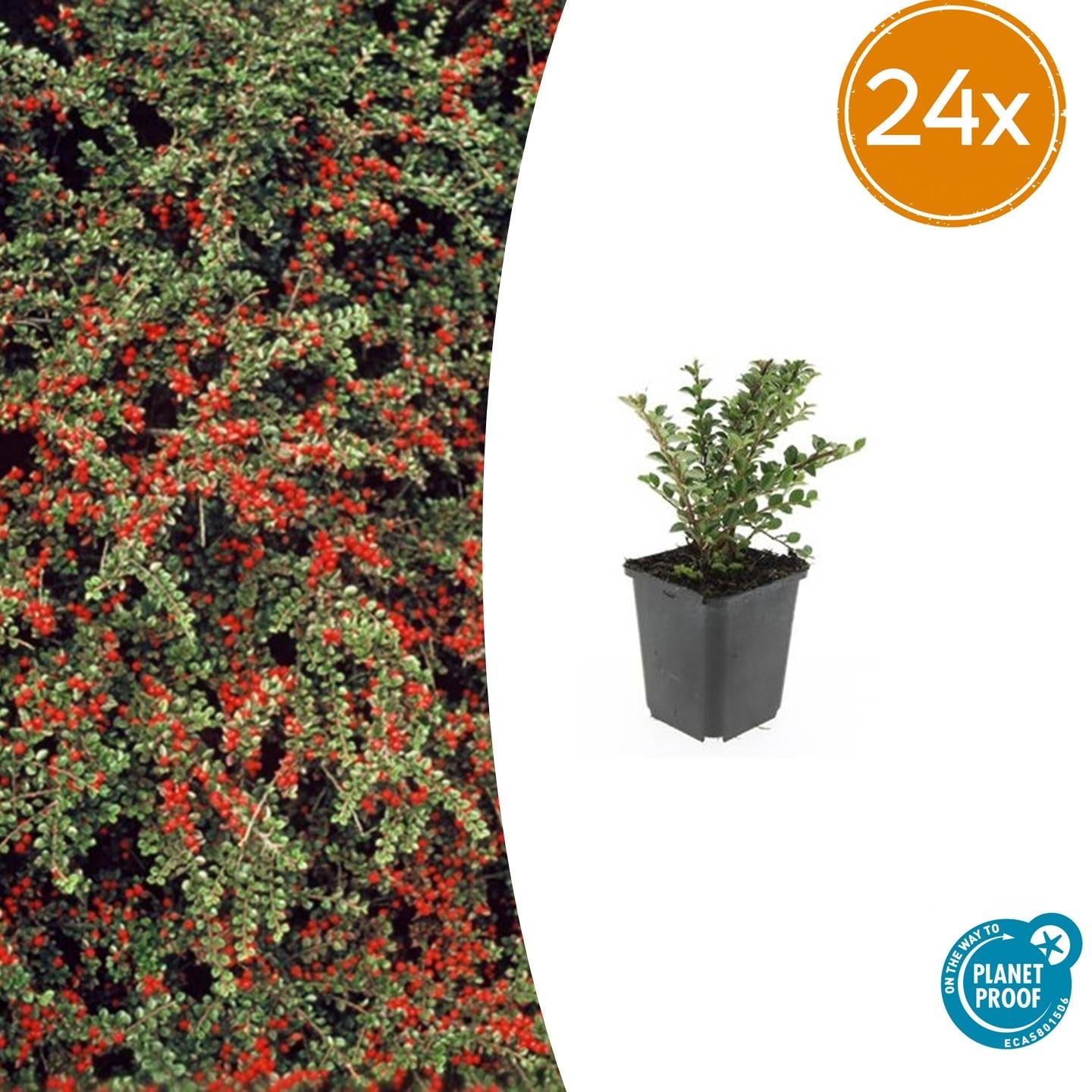 Fächerzwergmispel - Cotoneaster horizontalis - ↕10-25cm - Ø9cm 24 Stück