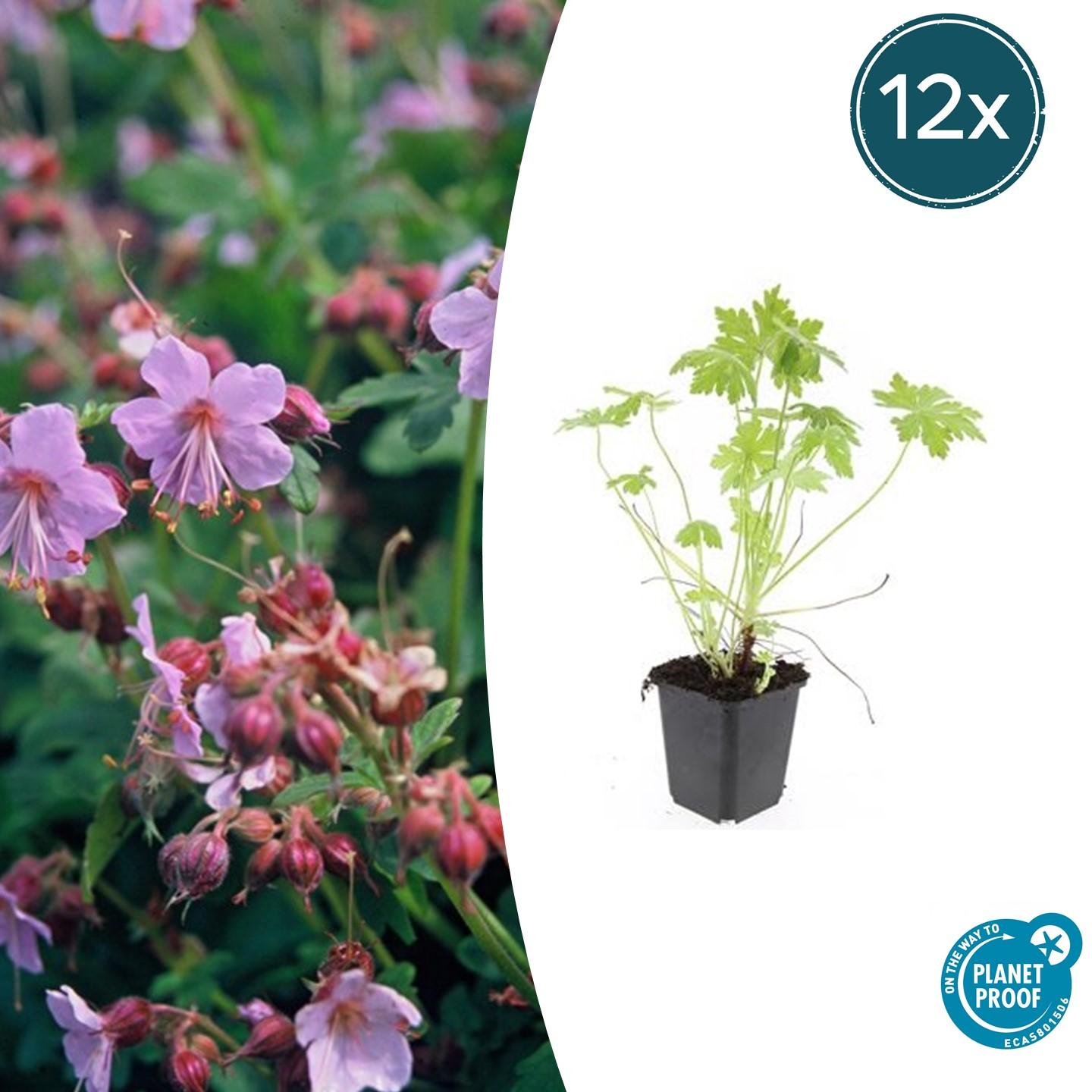 Balkanstorchschnabel - Geranium macrorrhizum - ↕10-25cm - Ø9cm 12 Stück