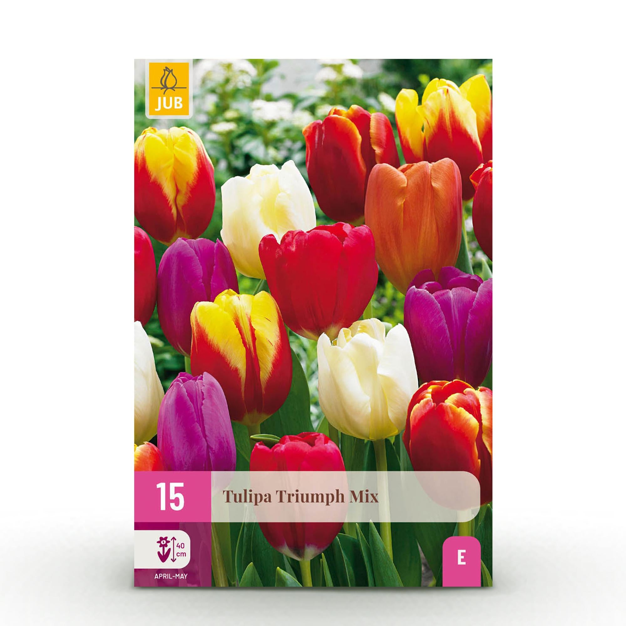 Tulpen Mix - Tulipa Triumph Mix - Verschiedene Farben - 15 Stück - Zwiebelgröße 11/12 - XXL Pack