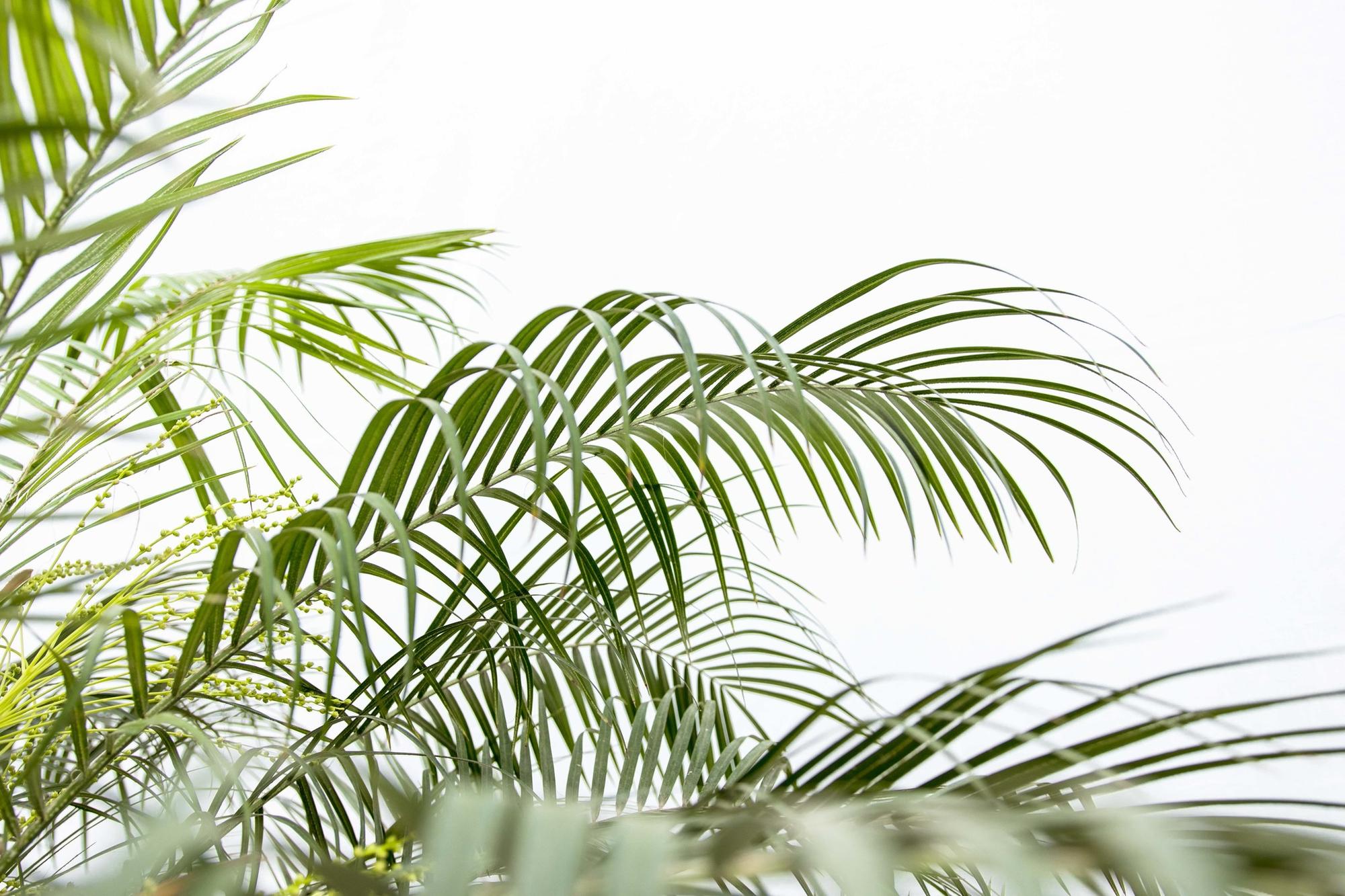 Zwergdattelpalme -lPhoenix Roebelenii auf Stiel - 190cm - 200cm