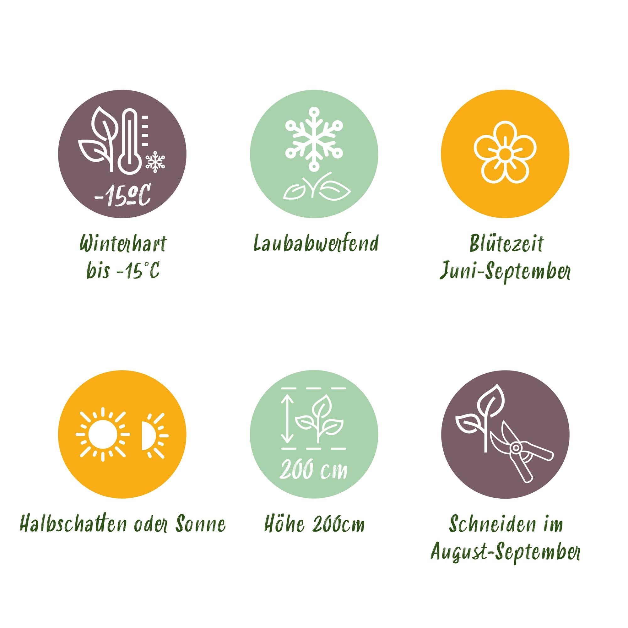 Gartenhortensie - Hortensie - Hydrangea macrophylla Rot - Blume Rot - 3 Pflanzen - 1 m2 - Laubabwerfend - Wenig Pflege - Topf 17cm Höhe 30cm