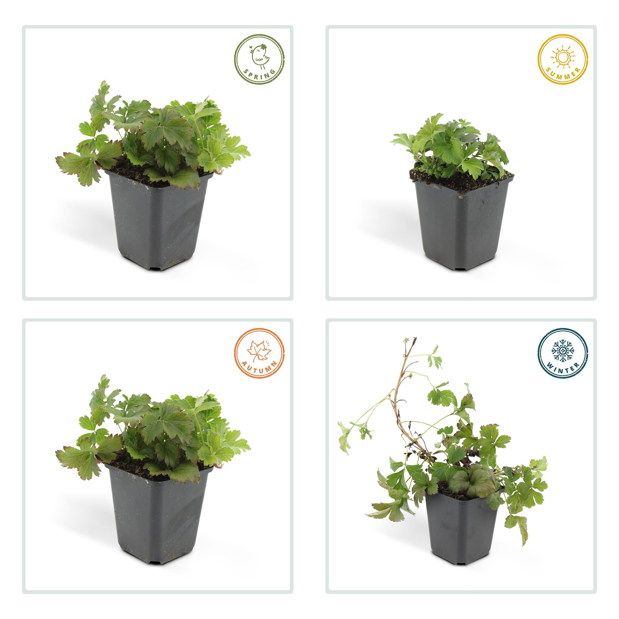 Golderdbeere - Waldsteinia ternata - ↕10-25cm - Ø9cm 48 stück