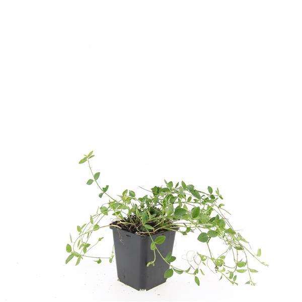 Kleines weißes Immergrün - Vinca minor 'Gertrude Jekyll' - ↕10-25cm - Ø9cm 48 Stück