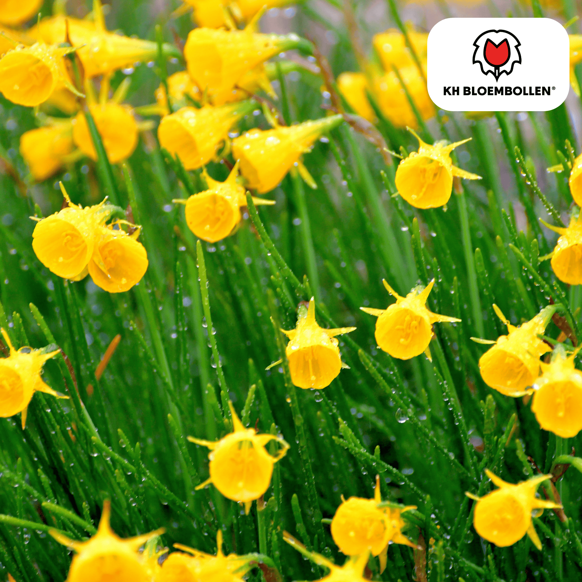 Narzissen - Narcis Golden Bells 25 Stück