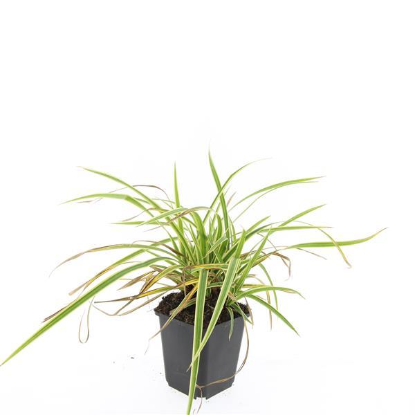 Ziergras Goldrandsegge - Carex morrowii 'Aureovariegata'  - ↕10-25cm - Ø9cm 24 Stück