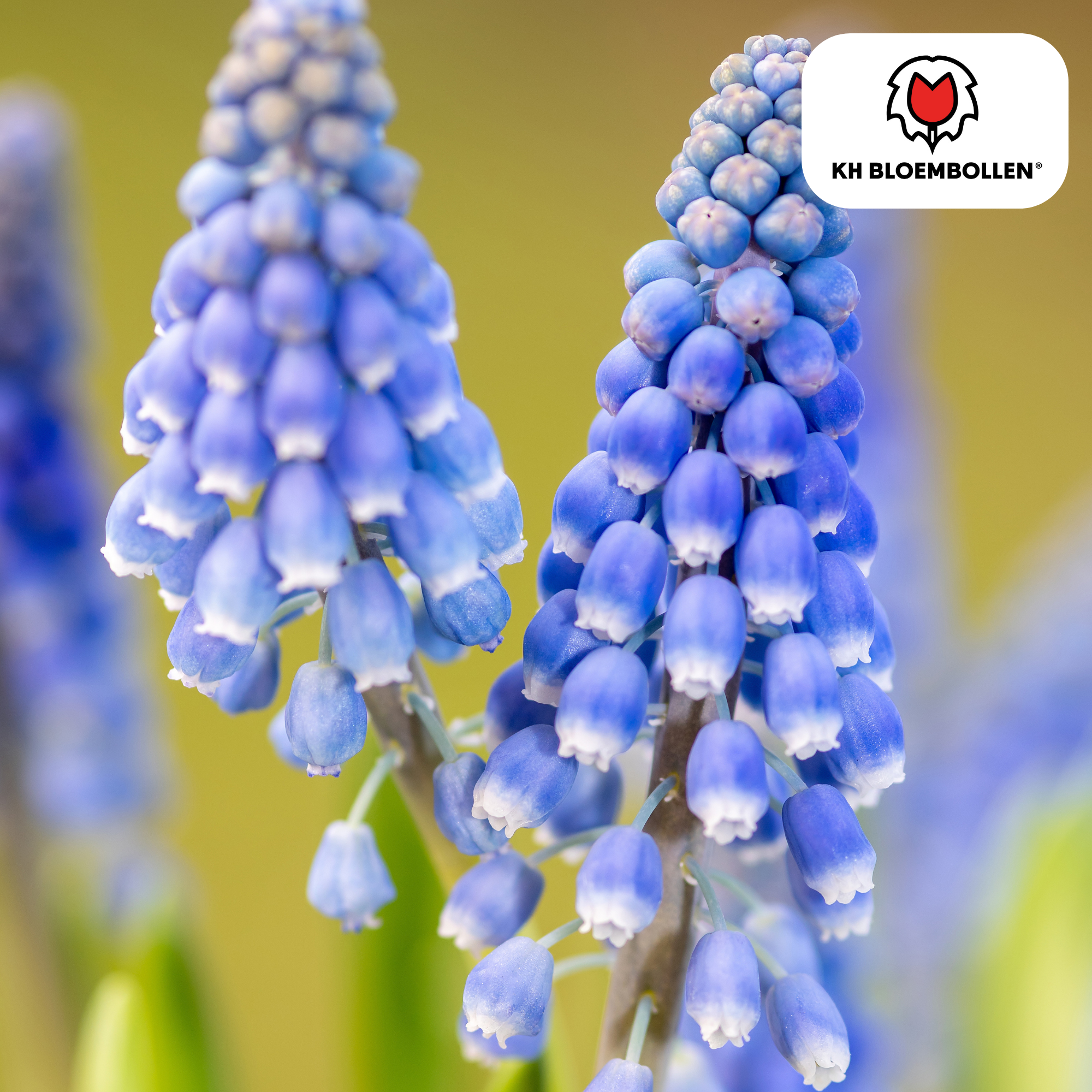 Traubenhyazinthe - Muscari Bleu Moon20 Stück