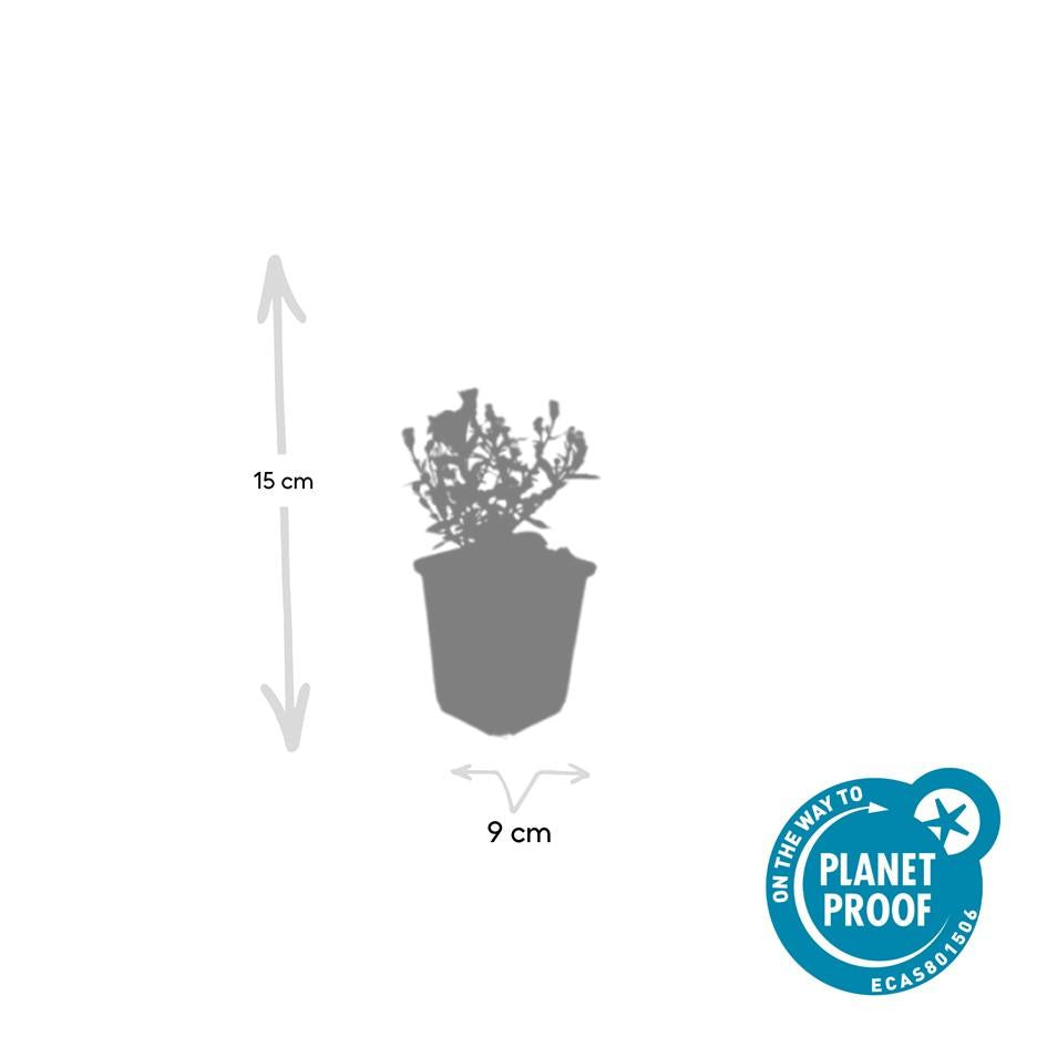 Kissenaster - Aster (D) 'Prof. Anton Kippenberg'  - ↕10-25cm - Ø9cm 6 Stück