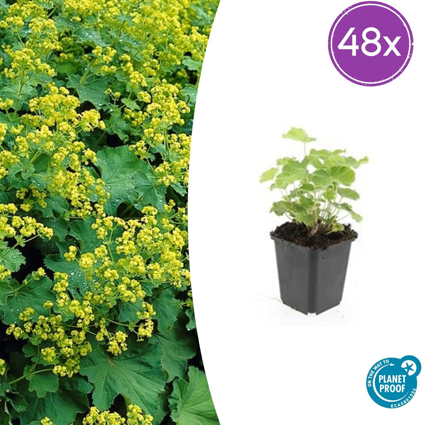 Frauenmantel - Alchemilla mollis - ↕10-25cm - Ø9cm 48 Stück