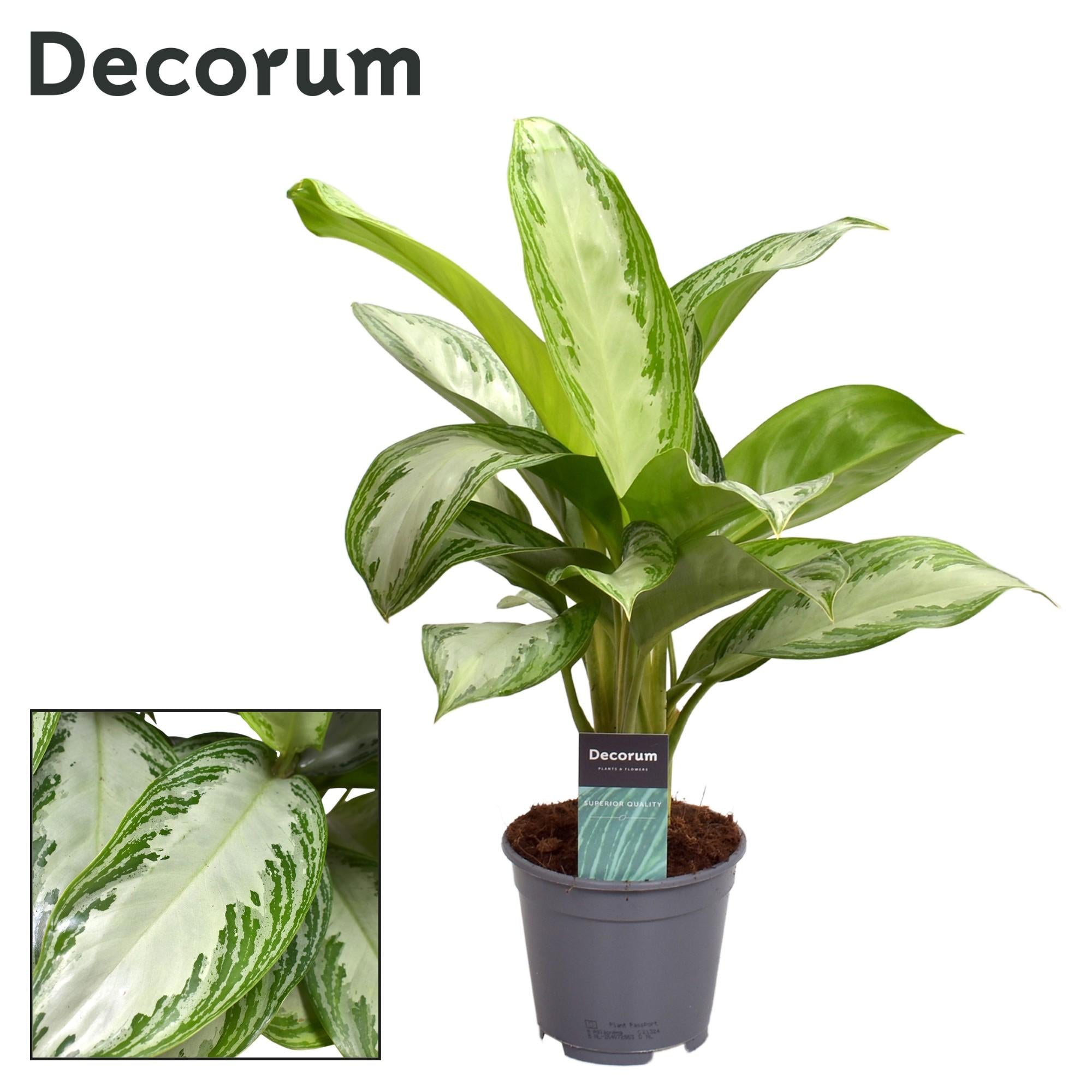 Chinesischer Immergrün - Aglaonema Silver Bay (Decorum) - Ø14cm - ↕40cm