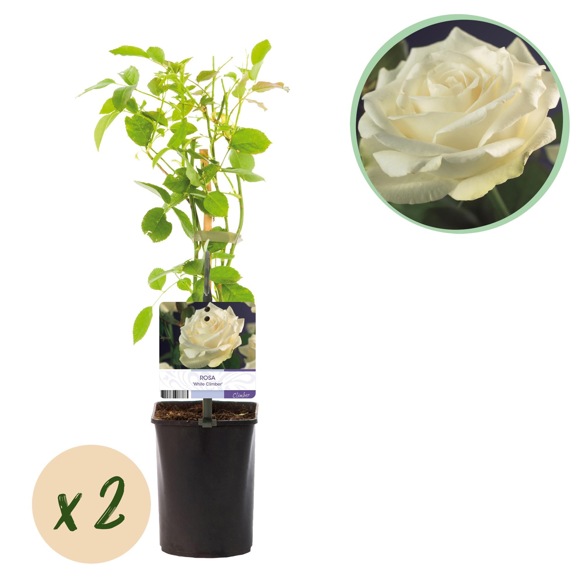 Rosen - Rose White Climber - Blüte Weiß - Wenig Pflege - 2 Pflanzen - Topf 11cm Höhe 40cm