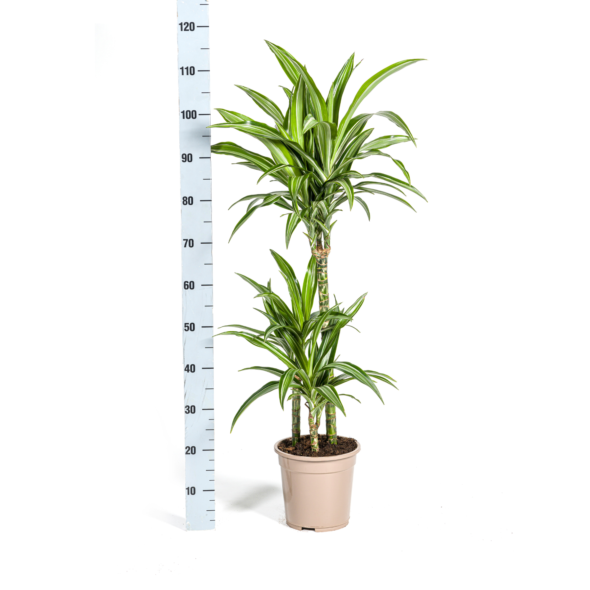 Drachenbaum - Dracaena Deremensis White Stripe mit Korb Ø21cm - ↕90 - 110cm