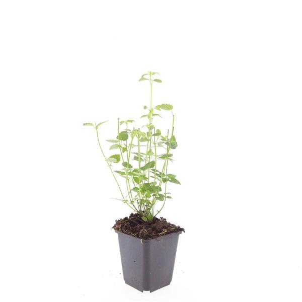 Duftnessel - Agastache 'Black Adder' - ↕10-25cm - Ø9cm 60 Stück