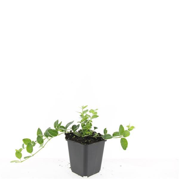 Kleines Immergrün - Vinca minor 'Argenteovariegata' - ↕10-25cm - Ø9cm 48 Stück