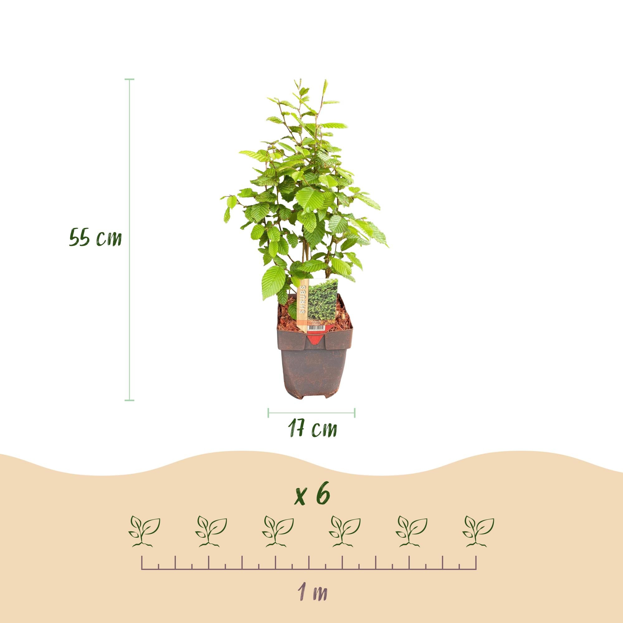 Weißbuche - Carpinus betulus - Blatt grün - 6 Pflanzen - 1 laufender Meter - laubabwerfend - Topf 17cm Höhe 55cm