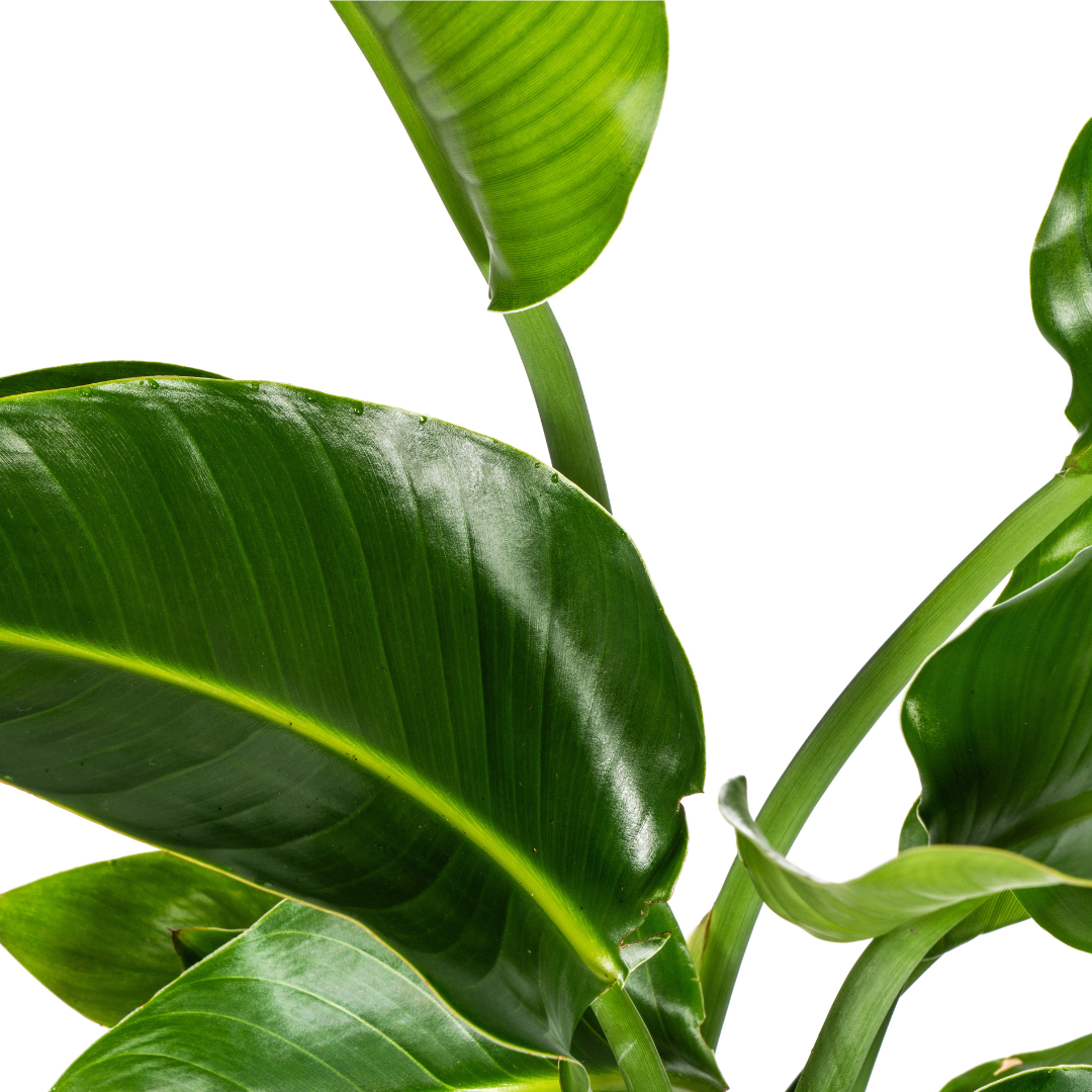 Paradiesvogelblume - Strelitzia Nicolai mit Korb Ø21cm - ↕90 - 110cm