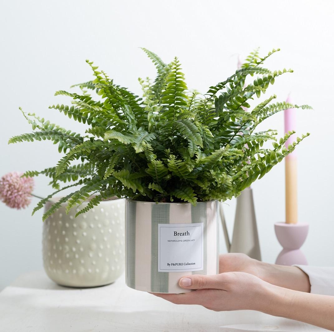 Schwertfarn - Nephrolepis Green Lady Gift "Breath" WITH GREETING CARD! - Ø12cm - ↕35cm