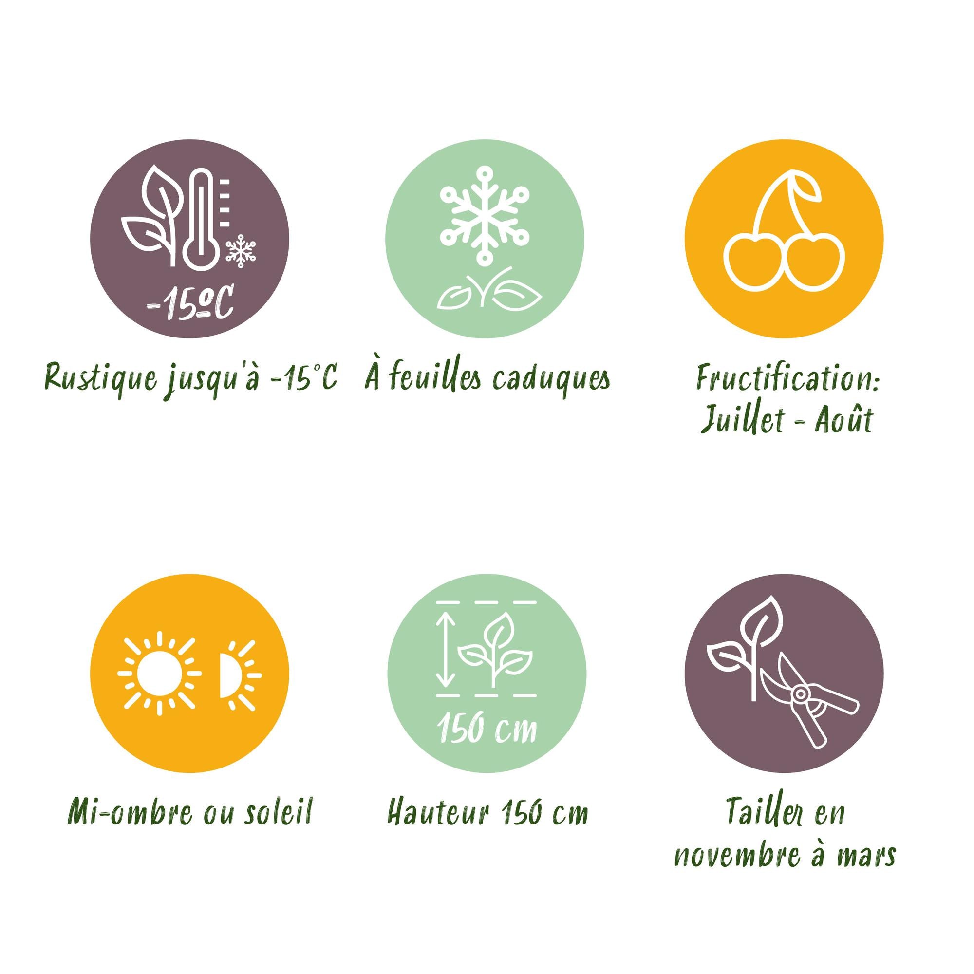 Brombeeren - Rubus Thornfree Evergreen - Schwarze Brombeere - Dornlos - 2 Pflanzen - Topf 11cm Höhe 40cm