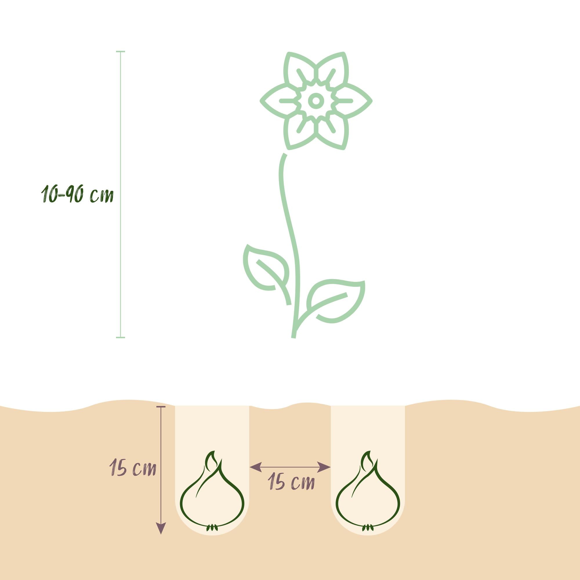 Frühlingsblumen - Blumenzwiebeln Mix - Bulb Garden Pink Mix - Verschiedene Sorten - Farbe Rosa - 125 Stück - Geschenkverpackung