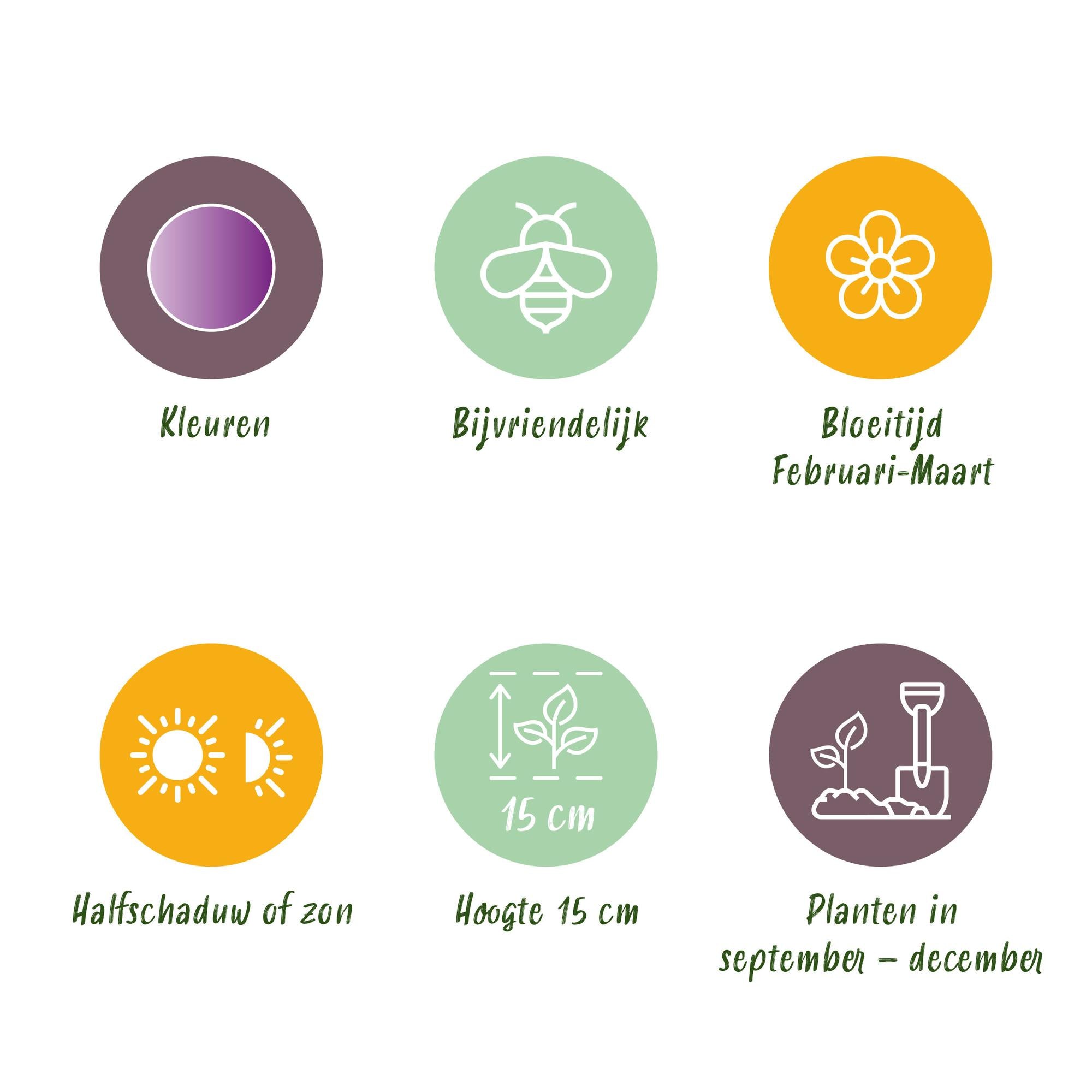 Krokuse - Crocus Ruby Giant - Farbe Lila - 50 Stück - Zwiebelgröße 5/6 - XXL Pack