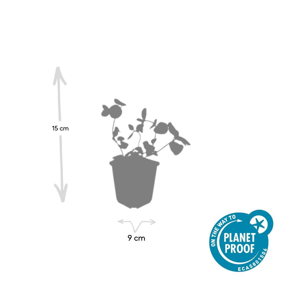 Großes Immergrün - Vinca major - ↕10-25cm - Ø9cm 40 Stück