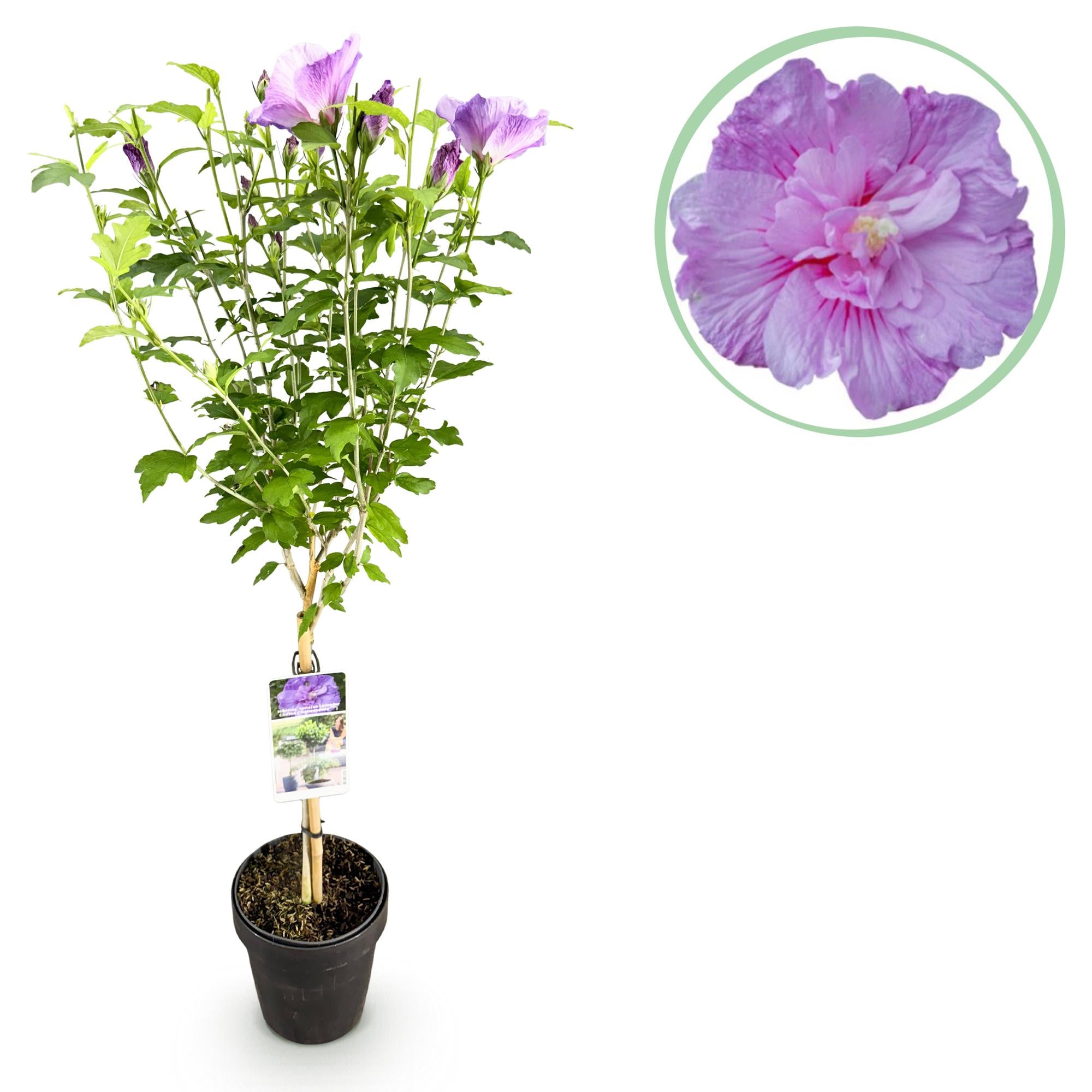 Hibiskus - Hibiscus syriacus Lavendor Chiffon® - Stamm Pflanze - Terrassenpflanze - Laubabwerfend - Wenig Pflege - Topf 19cm Höhe 90cm
