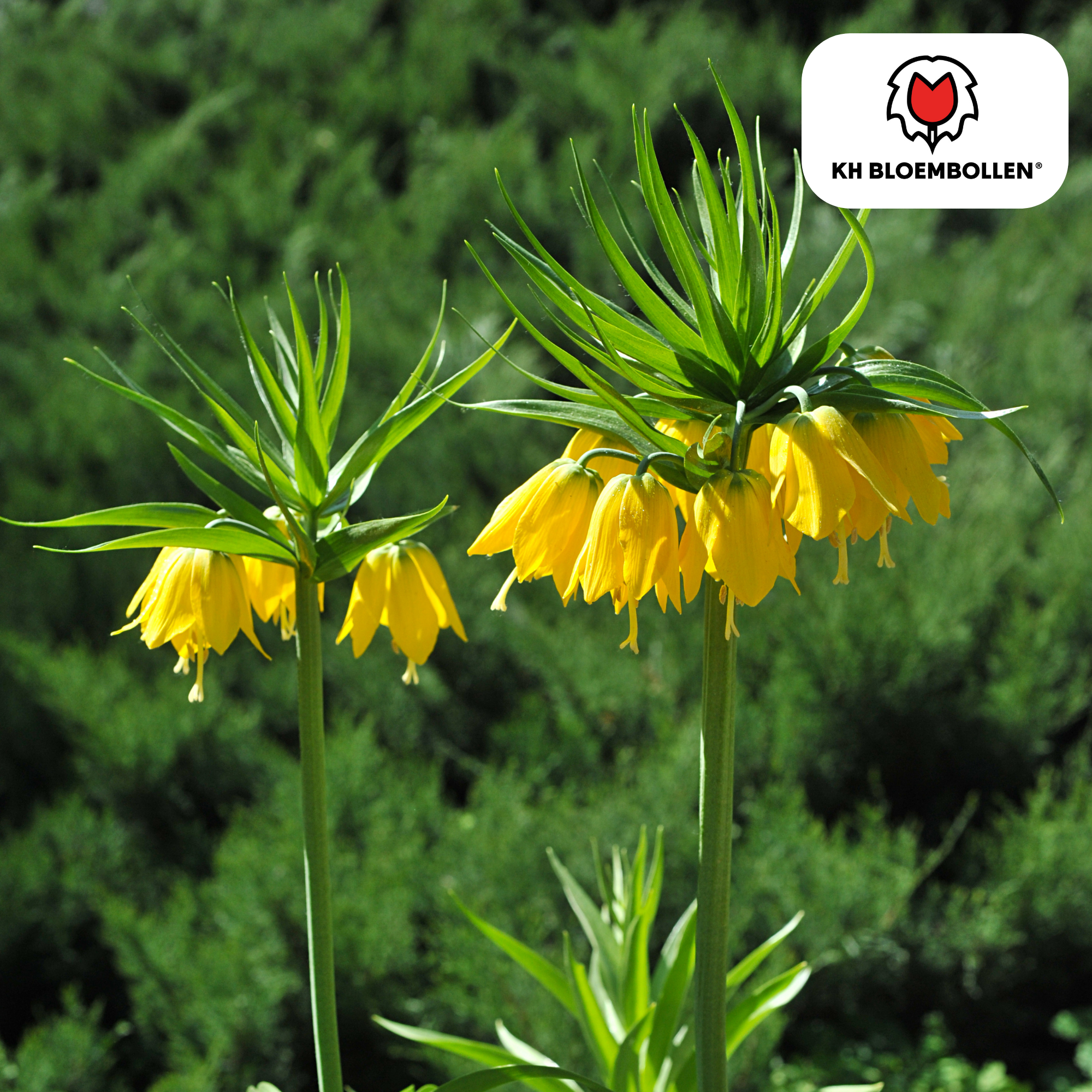 Kaiserkrone - Fritillaria Imperialis Lutea 5 Stück