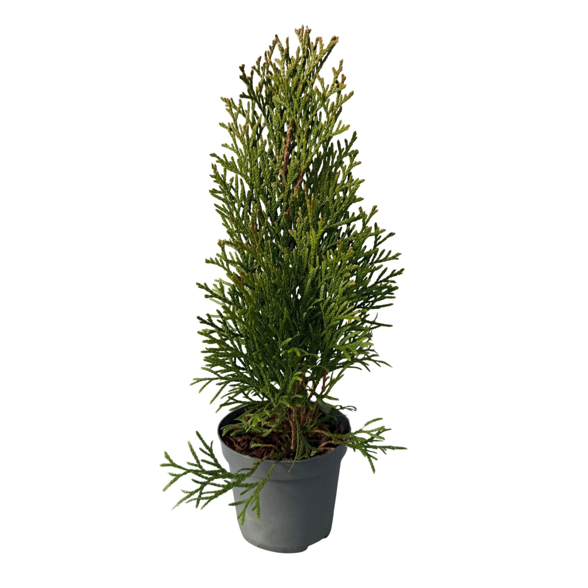 Lebensbaum - Thuja occidentalis Smaragd - 8 Pflanzen - 1 laufender Meter - Topf 9cm Höhe 30-35cm