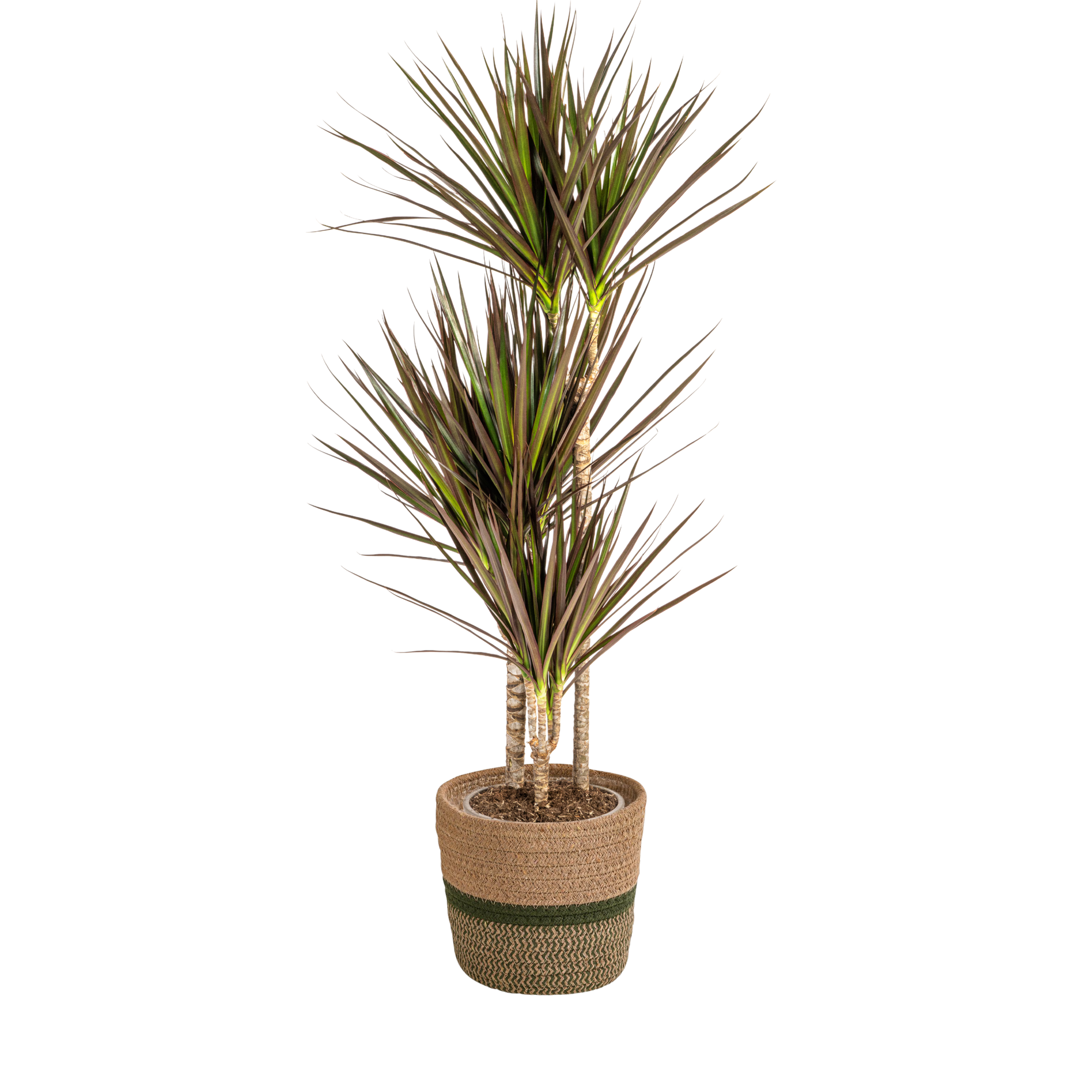 Drachenbaum - Dracaena Marginata Magenta mit Korb Ø21cm - ↕110 - 130cm