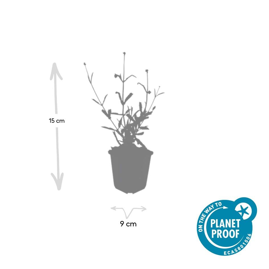 Patagonisches Eisenkraut - Verbena bon. 'Lollipop' - ↕10-25cm - Ø9cm 24 Stück