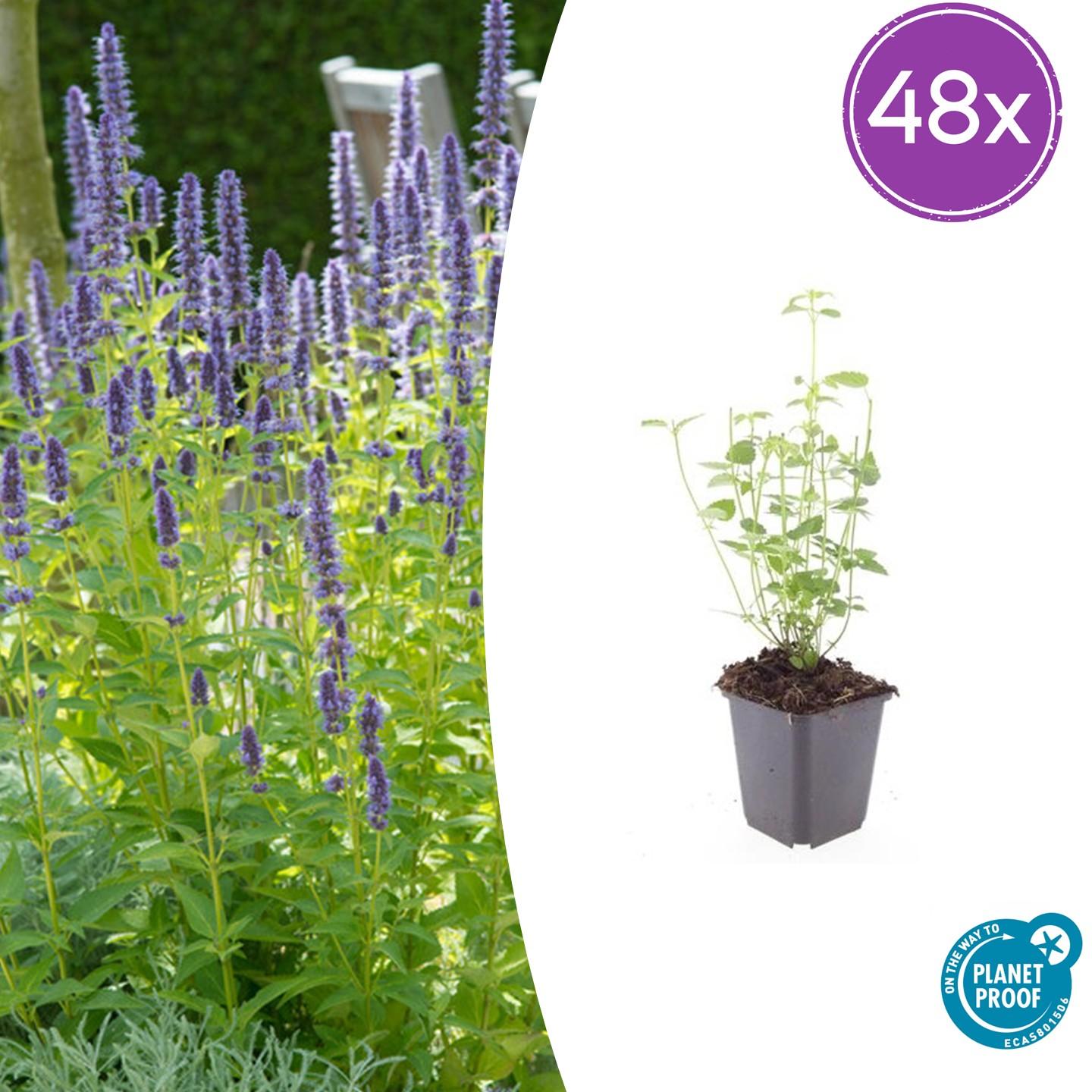 Duftnessel - Agastache 'Black Adder' - ↕10-25cm - Ø9cm 48 Stück