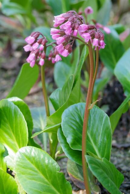 Herzblattbergenie - Bergenia cordifolia 'Herbstblüte'  - ↕10-25cm - Ø9cm 12 Stück