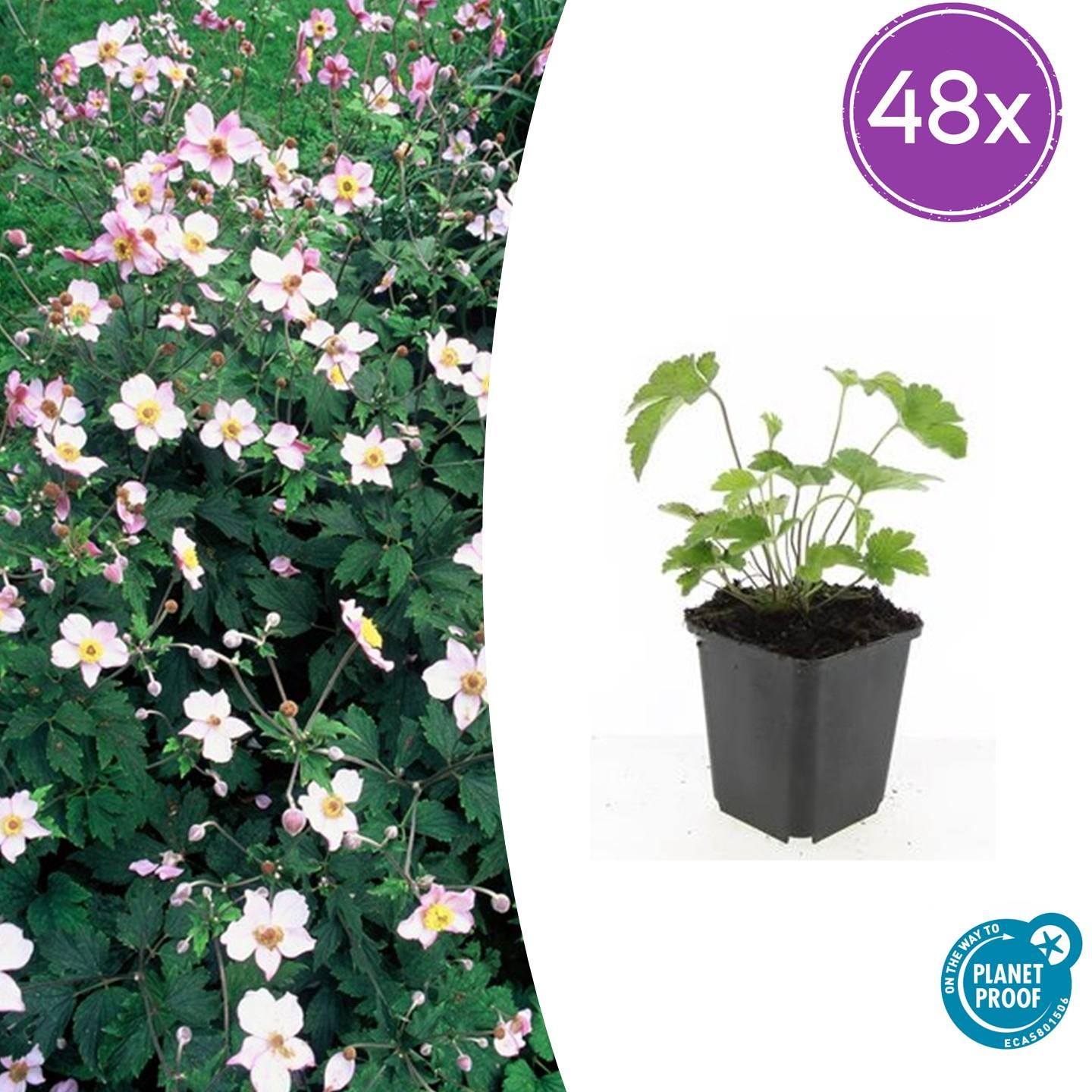 Herbstanemone - Anemone tom. 'Robustissima' - ↕10-25cm - Ø9cm 48 Stück