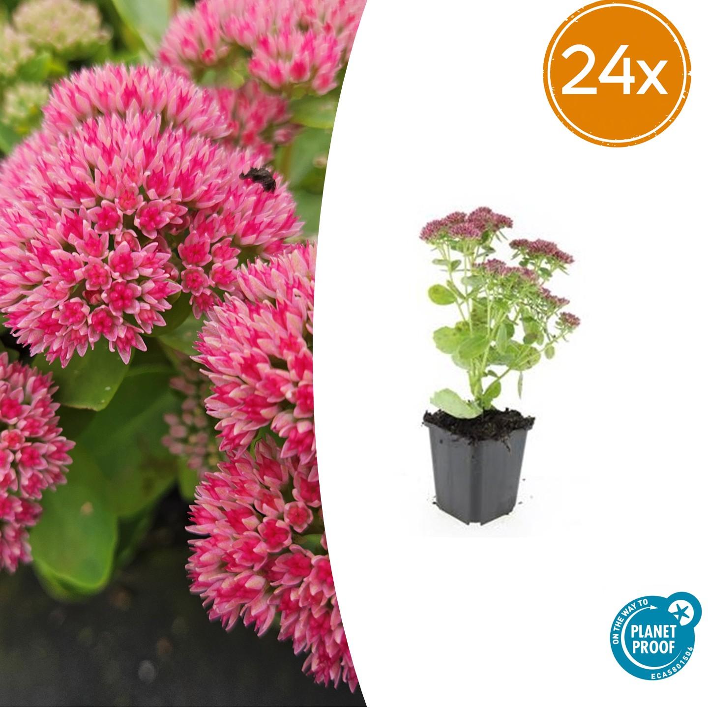 Fetthenne - Sedum 'Herbstfreude' - ↕10-25cm - Ø9cm 24 Stück