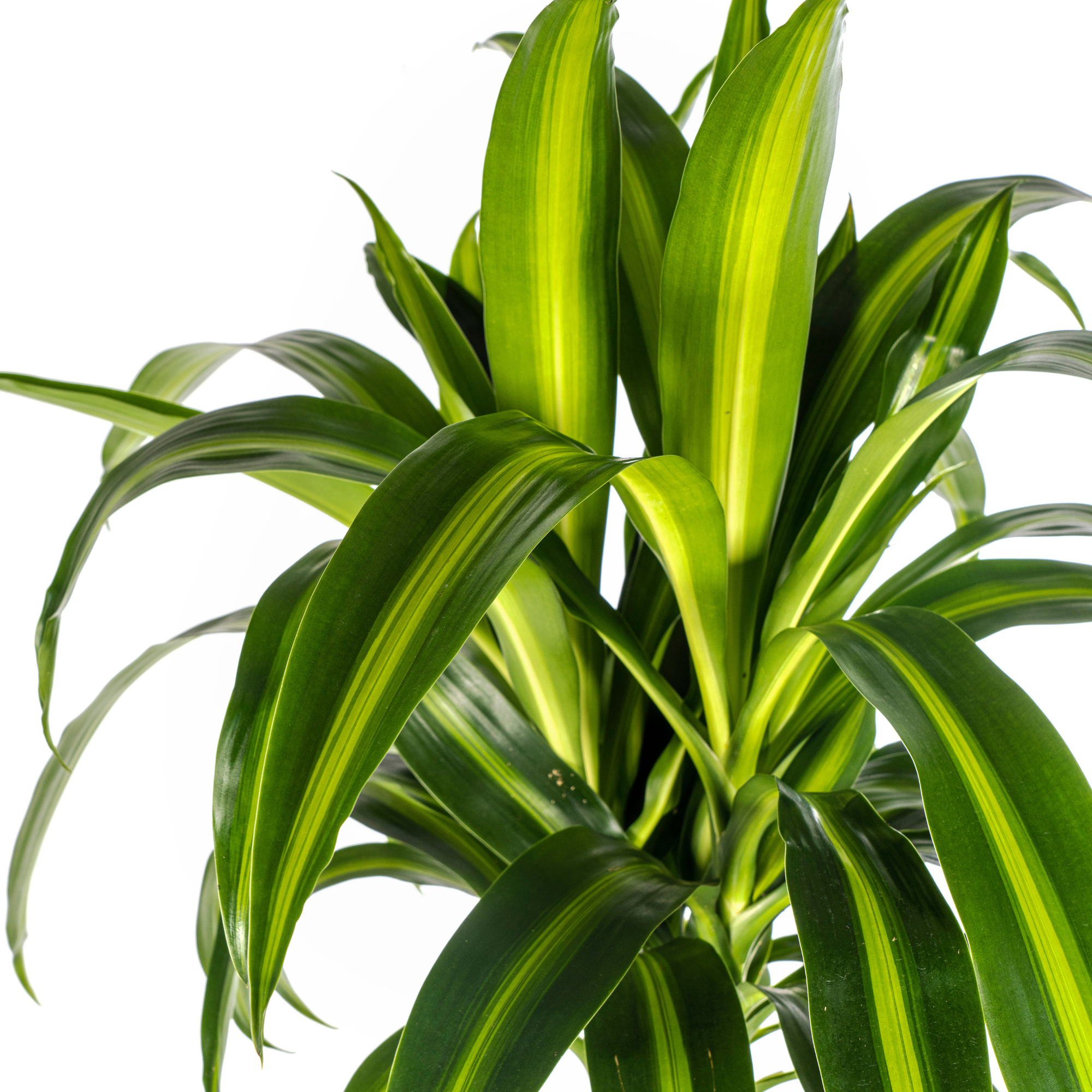 Drachenbaum - Dracaena Deremensis Hawaiian Sunshine mit Korb Ø24cm - ↕130 - 150cm
