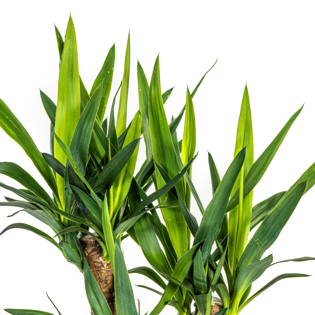 Yuccapalme - Yucca Elephantipes Verzweigt mit Korb Ø21cm - ↕60 - 70cm