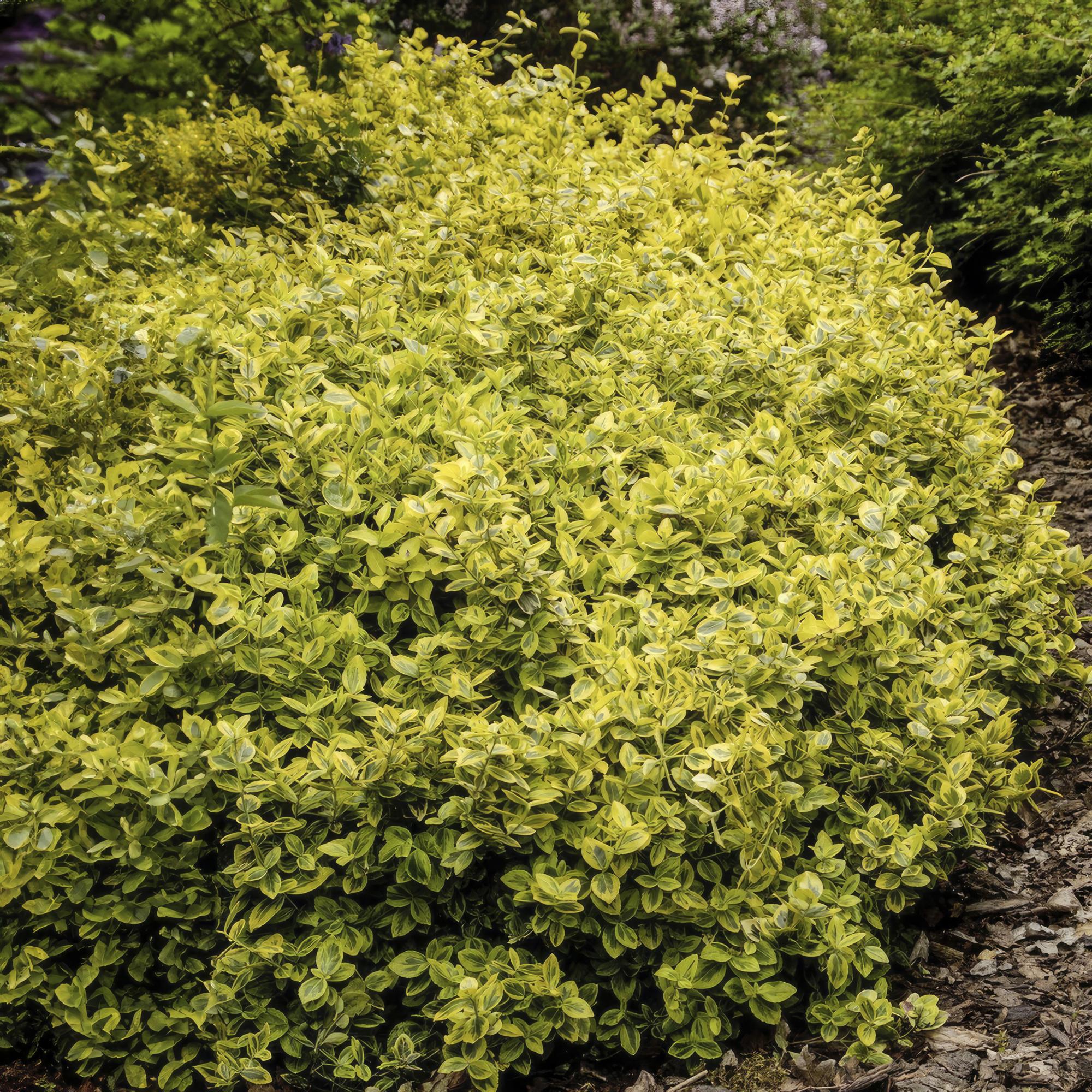 Goldbunte Kriechspindel - Euonymus fort. 'Emerald 'n Gold’ - ↕10-25cm - Ø9cm 48 Stück