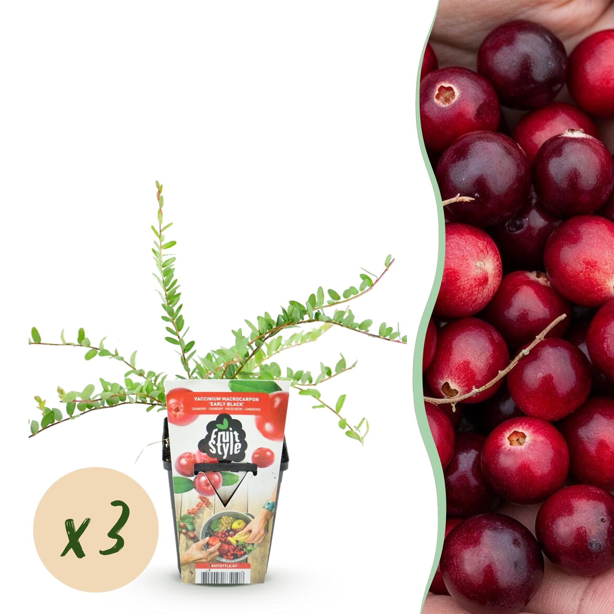 Blaubeeren - Vaccinium macrophylla Early Black - Winterhart - 3 Pflanzen - Topf 9 cm - Dunkelrote Beere
