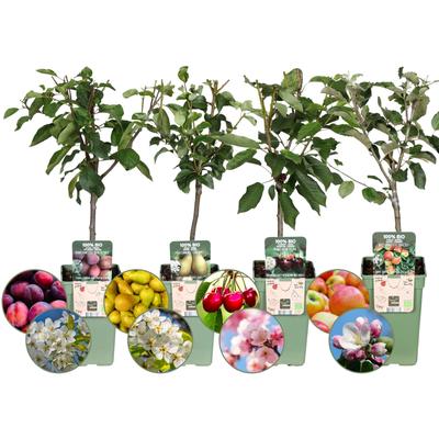 Obstbaum Mix - Bio-Obstbäume 4er-Set - Apfel, Birne, Kirsche und Pflaume - 4 x Ø 20 cm - ↨ 60 cm