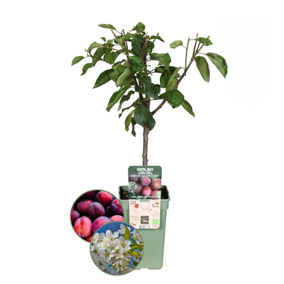 Pflaumenbaum - Bio-Pflaumenbaum Prunus Domestica - 1 x Ø 20 cm - ↨ 60 cm