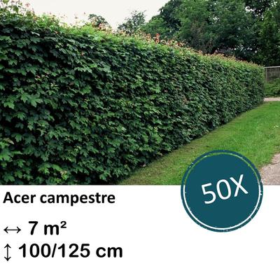 Feldahorn - Acer campestre  - kale wortel nackte Wurzel - 100/125 - 50x