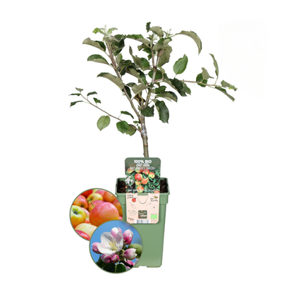 Apfelbaum - Bio-Apfelbaum Malus - 1 x Ø 20 cm - ↨ 60 cm