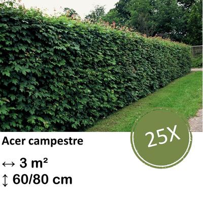 Feldahorn - Acer campestre  - kale wortel nackte Wurzel - 60/80 - 25x