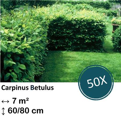 Weißbuche - Carpinus Betulus - Kale wortel - nackte Wurzel 60/80 - 50x